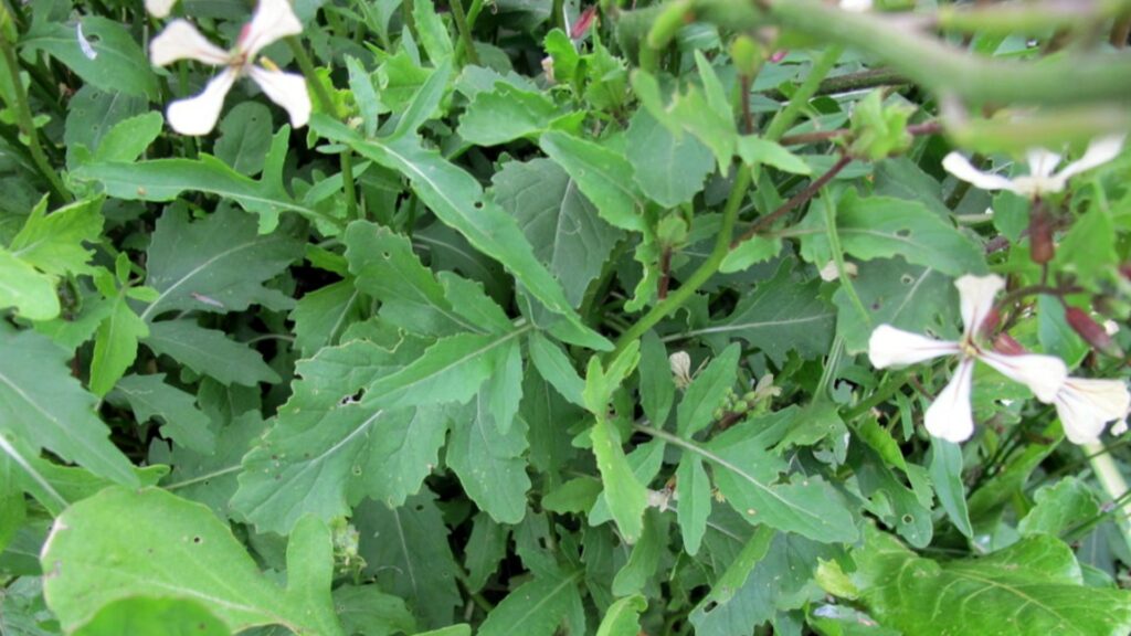 Arugula, Wasabi The Green Ark Foundation