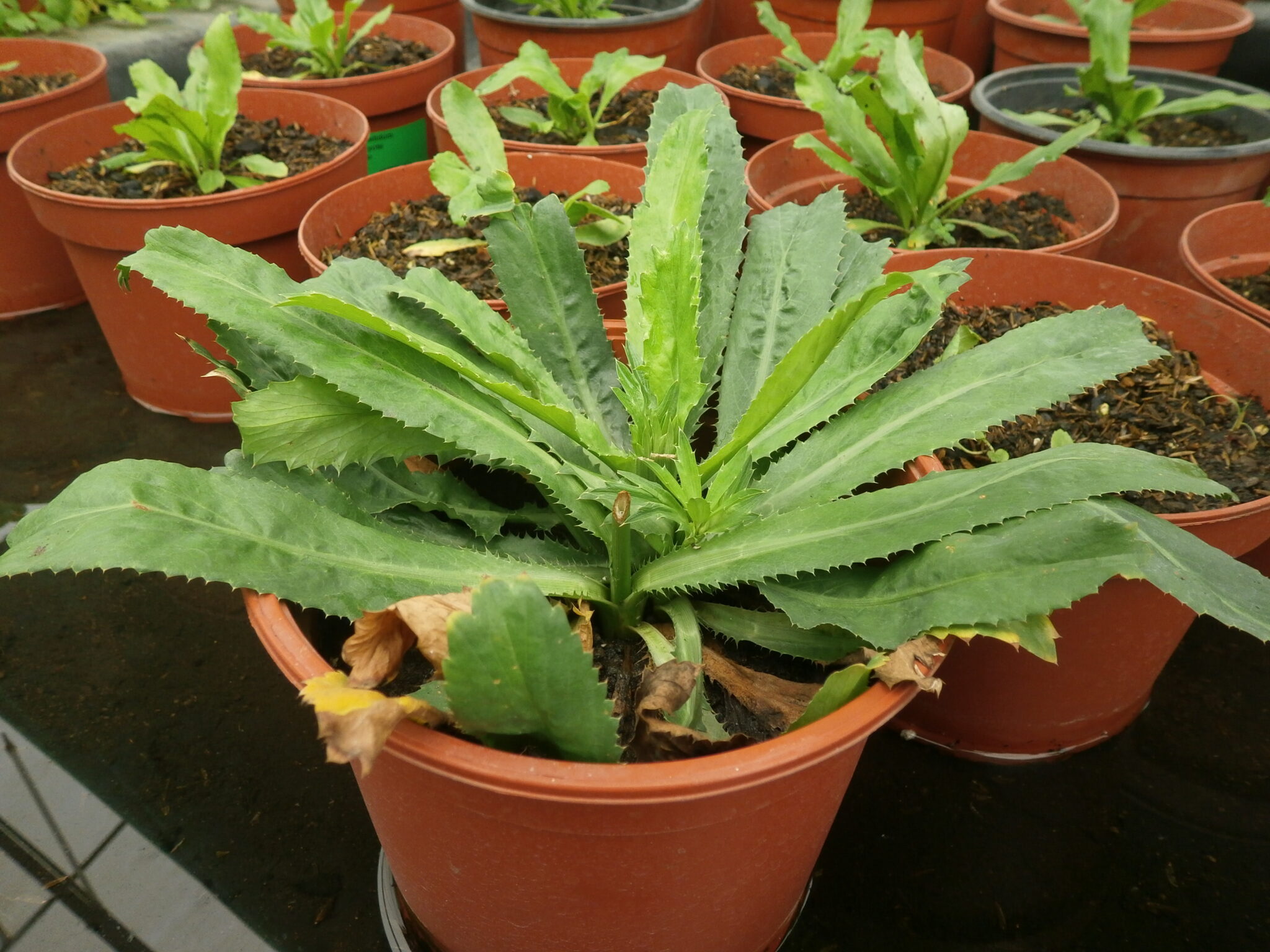 Cilantro, salvaje The Green Ark Foundation