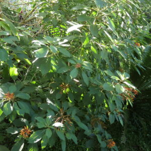 pico de pajaro